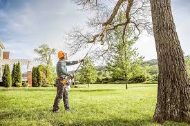 How Our Tree Care Process Works  in Converse, IN