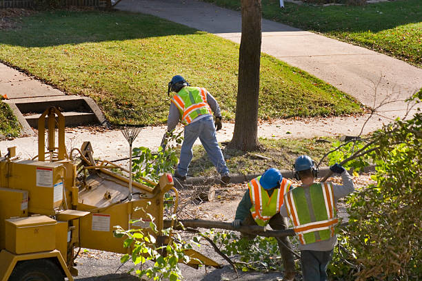 Best Storm Damage Tree Cleanup  in Converse, IN